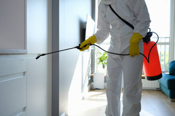 Best Local Mold Removal Service  in Dewey Humboldt, AZ